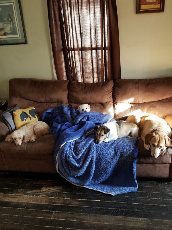 Pet Star 107.jpg